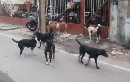 தெருநாய் தொல்லை தெருநாய் தொல்லை