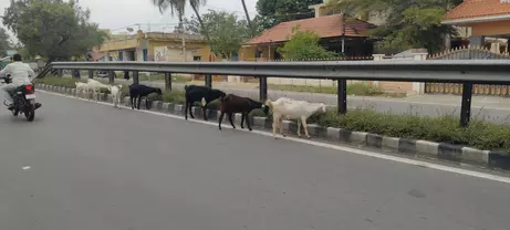 சாலையின் நடுவில் சுற்றித்திரியும் கால்நடைகள் சாலையின் நடுவில் சுற்றித்திரியும் கால்நடைகள்