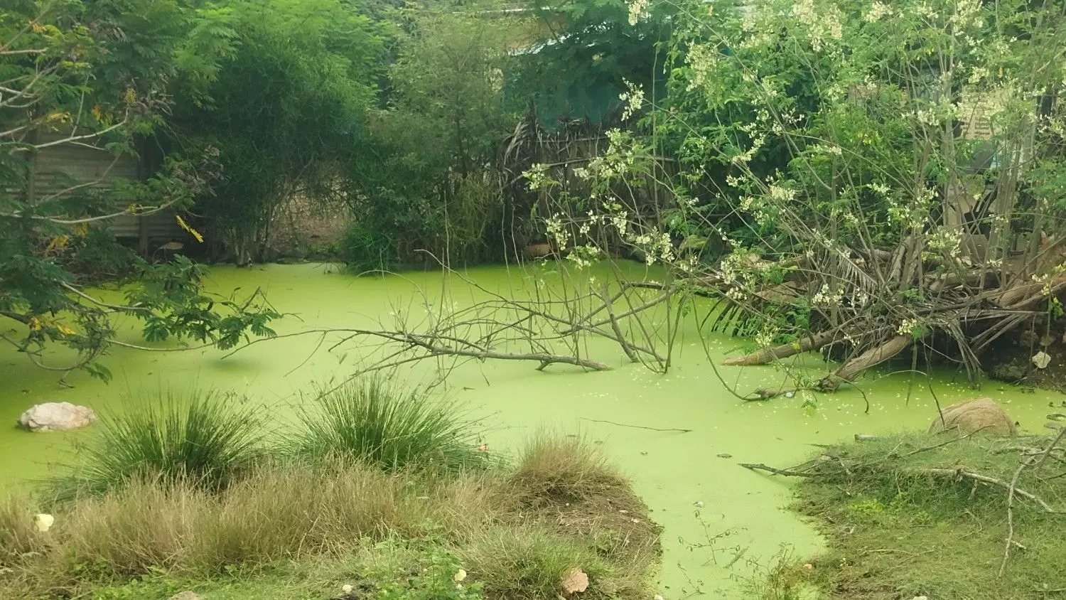 தேங்கிய மழை நீரால் கொசுத்தொல்லை தேங்கிய மழை நீரால் கொசுத்தொல்லை