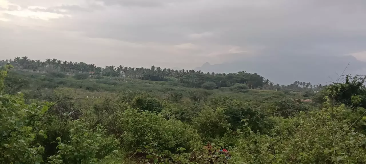 குளத்தை ஆக்கிரமித்த கருவேல மரங்கள் குளத்தை ஆக்கிரமித்த கருவேல மரங்கள்