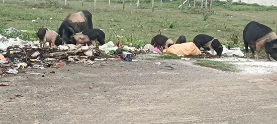 பன்றிகளால் சுகாதார சீர்கேடு பன்றிகளால் சுகாதார சீர்கேடு