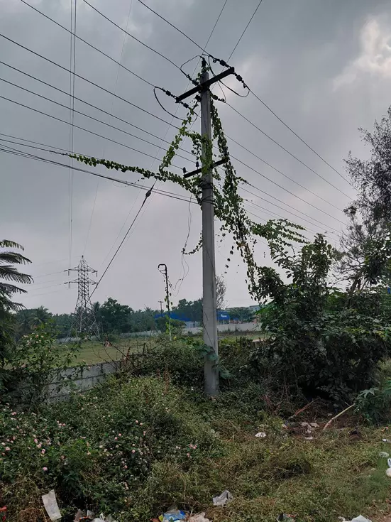 செடி, கொடிகள் படர்ந்த மின்கம்பம்