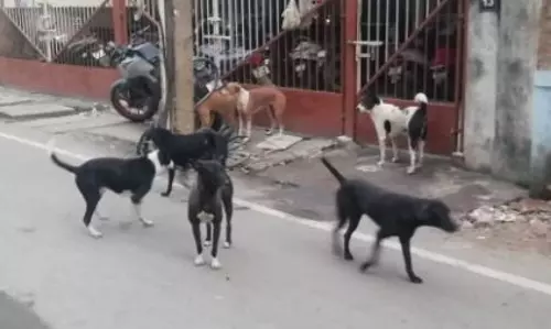 தெருநாய் தொல்லை தெருநாய் தொல்லை