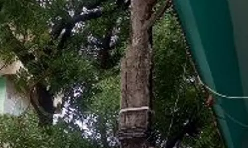 எலும்புகூடான மின்கம்பம் எலும்புகூடான மின்கம்பம்