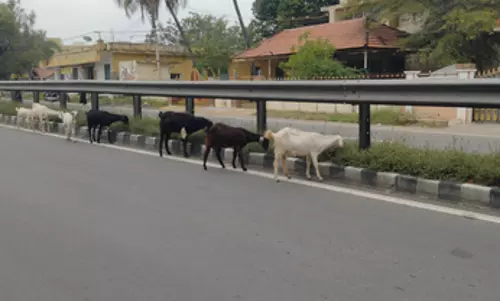 சாலையின் நடுவில் சுற்றித்திரியும் கால்நடைகள் சாலையின் நடுவில் சுற்றித்திரியும் கால்நடைகள்
