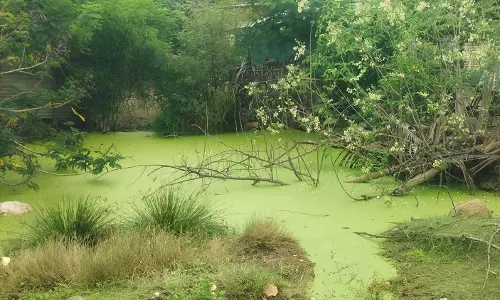 தேங்கிய மழை நீரால் கொசுத்தொல்லை தேங்கிய மழை நீரால் கொசுத்தொல்லை