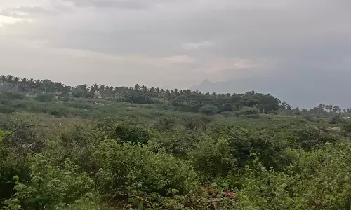 குளத்தை ஆக்கிரமித்த கருவேல மரங்கள் குளத்தை ஆக்கிரமித்த கருவேல மரங்கள்