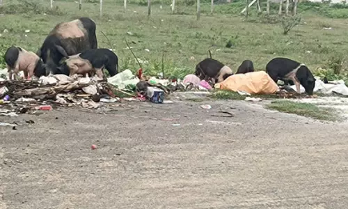 பன்றிகளால் சுகாதார சீர்கேடு பன்றிகளால் சுகாதார சீர்கேடு