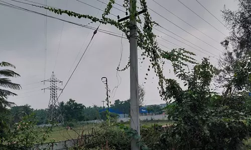 செடி, கொடிகள் படர்ந்த மின்கம்பம் செடி, கொடிகள் படர்ந்த மின்கம்பம்