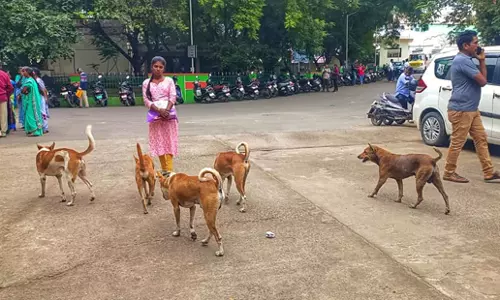 பொதுமக்களை அச்சுறுத்தும் தெருநாய்கள் பொதுமக்களை அச்சுறுத்தும் தெருநாய்கள்