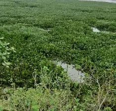 ஆகாயதாமரை அப்புறப்படுத்தப்படுமா? ஆகாயதாமரை அப்புறப்படுத்தப்படுமா?