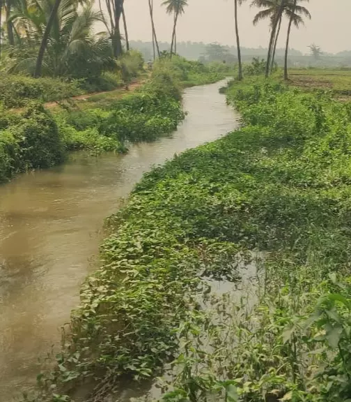 புதர்மண்டி கிடக்கும் வரத்துக்கால்வாய் புதர்மண்டி கிடக்கும் வரத்துக்கால்வாய்