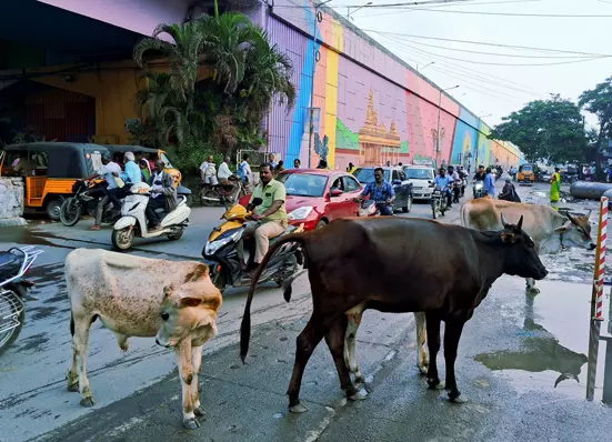 மாடுகள் தொல்லை மாடுகள் தொல்லை