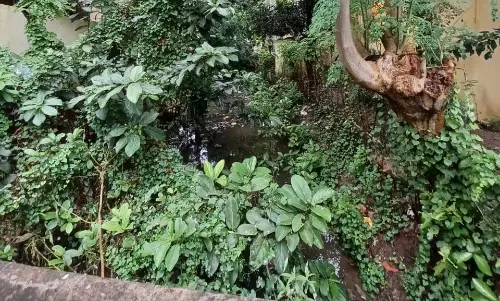 வாய்க்கால் தூர்வாரப்படுமா? வாய்க்கால் தூர்வாரப்படுமா?