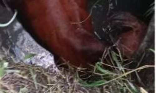 தொடர் விபத்துகள் தடுக்கப்படுமா? தொடர் விபத்துகள் தடுக்கப்படுமா?