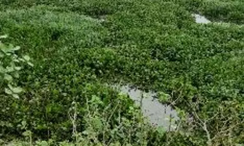 ஆகாயதாமரை அப்புறப்படுத்தப்படுமா? ஆகாயதாமரை அப்புறப்படுத்தப்படுமா?