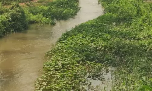 புதர்மண்டி கிடக்கும் வரத்துக்கால்வாய்