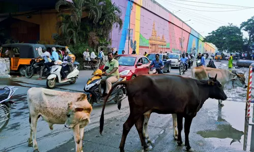 மாடுகள் தொல்லை மாடுகள் தொல்லை
