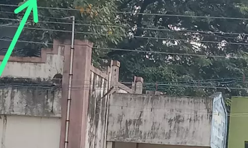 கட்டிடத்தில் வளர்ந்துள்ள மரக்கன்றுகள் கட்டிடத்தில் வளர்ந்துள்ள மரக்கன்றுகள்