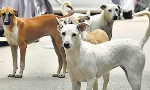 தெருநாய்கள் தொல்லை