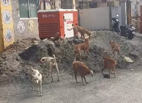 தெருநாய் தொல்லை தெருநாய் தொல்லை