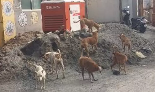 தெருநாய் தொல்லை தெருநாய் தொல்லை