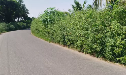 சாலையோர முட்செடிகளால் விபத்து