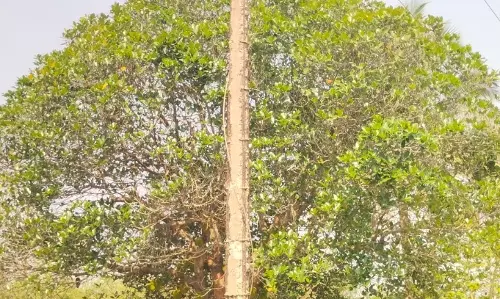 ஆபத்தான மின்கம்பம்