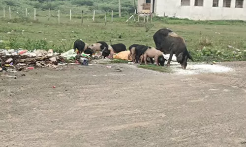 பன்றிகளை கட்டுப்படுத்த வேண்டும்