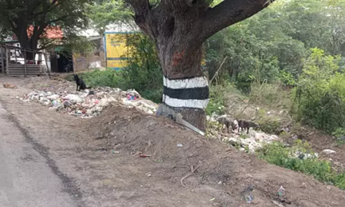 சாலையோரம் வீசப்படும் குப்பைகள்