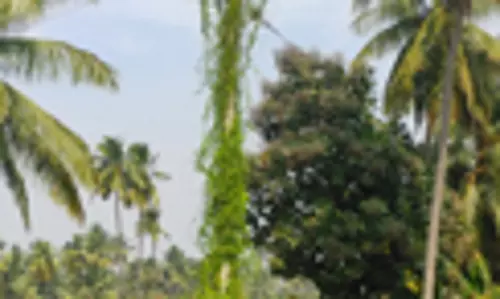 மின்கம்பத்தில் படர்ந்த செடி-கொடிகள்