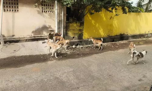 தெருநாய்கள் தொல்லை தெருநாய்கள் தொல்லை