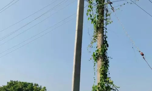 மின்கம்பத்தை சூழ்ந்த செடி-கொடிகள்