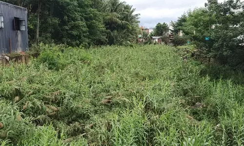 ஓடையை ஆக்கிரமித்த நாணல் செடிகள்