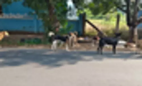 தெருநாய்கள் தொல்லை