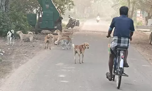 நாய்களை பிடிக்க வேண்டும்