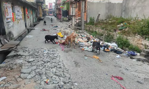 குப்பைகளை தெருவில் கொட்டும் அவலம் குப்பைகளை தெருவில் கொட்டும் அவலம்