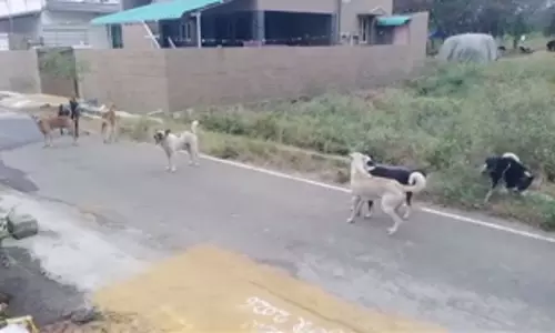 தெருநாய்கள் தொல்லை தெருநாய்கள் தொல்லை