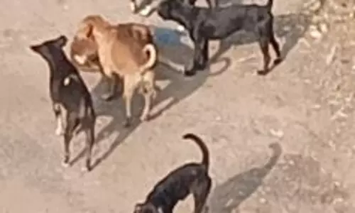 தெருநாய் தொல்லை