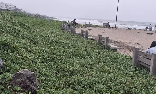 செடிகள் அகற்றப்படுமா? செடிகள் அகற்றப்படுமா?