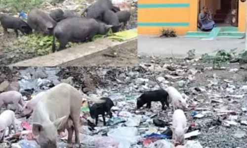 பன்றிகளால் நோய் பரவும் அபாயம்