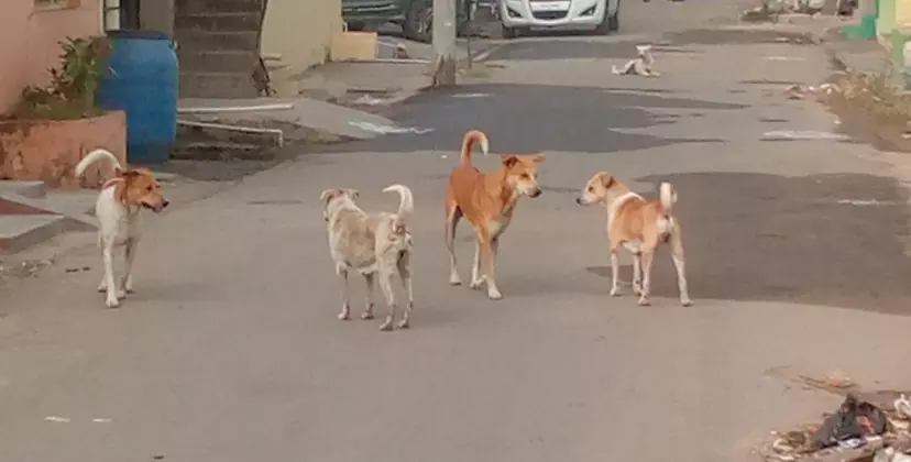 தெருநாய்களை கட்டுப்படுத்துவார்களா?