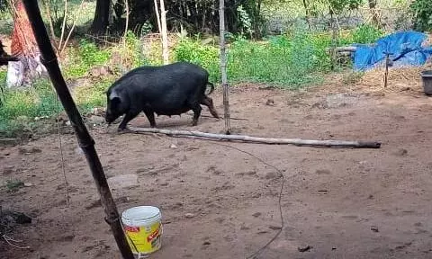 பன்றிகள் தொல்லை பன்றிகள் தொல்லை