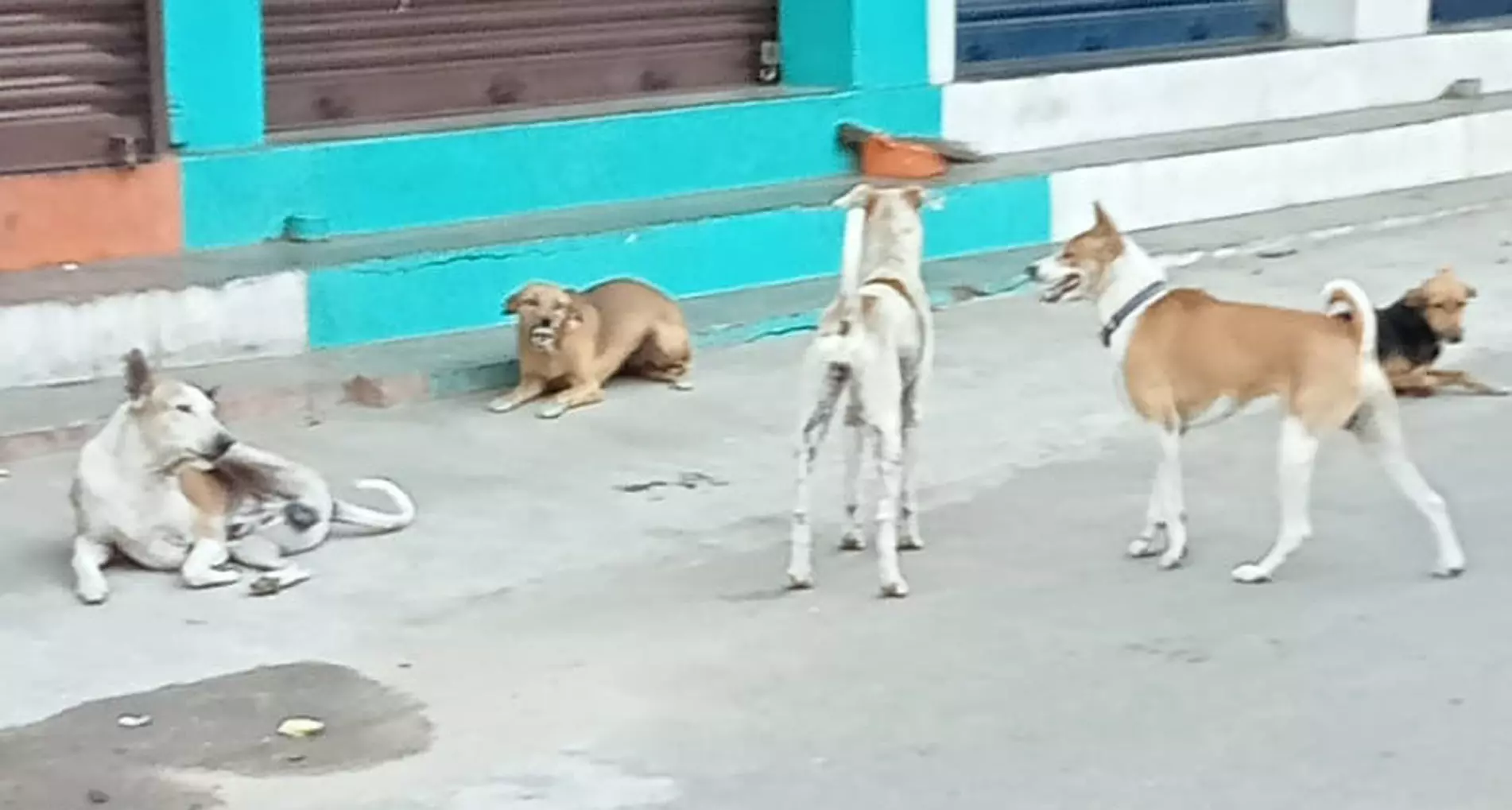 தெருநாய்கள் தொல்லை தெருநாய்கள் தொல்லை