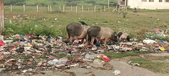 பன்றிகள் தொல்லை பன்றிகள் தொல்லை