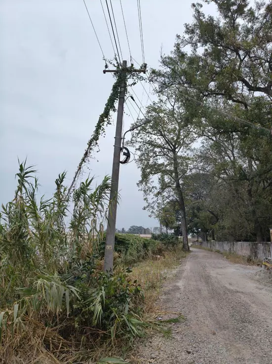 கொடிகள் படர்ந்த மின்கம்பம் கொடிகள் படர்ந்த மின்கம்பம்