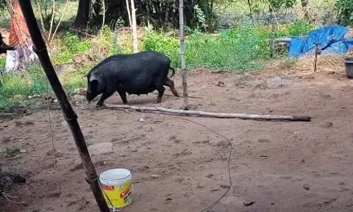 பன்றிகள் தொல்லை