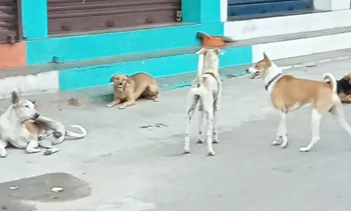 தெருநாய்கள் தொல்லை