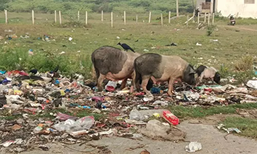 பன்றிகள் தொல்லை