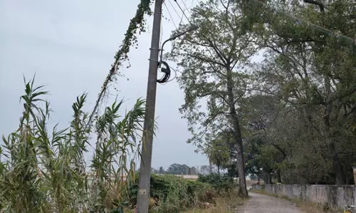 கொடிகள் படர்ந்த மின்கம்பம்